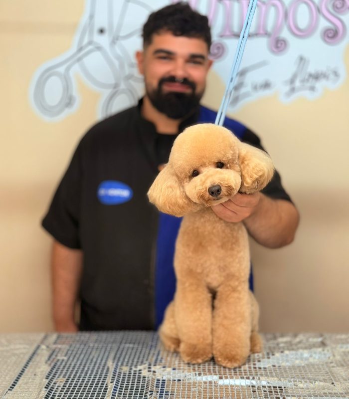 Eric-Mora-Peluqueria-Canina-Alberic
